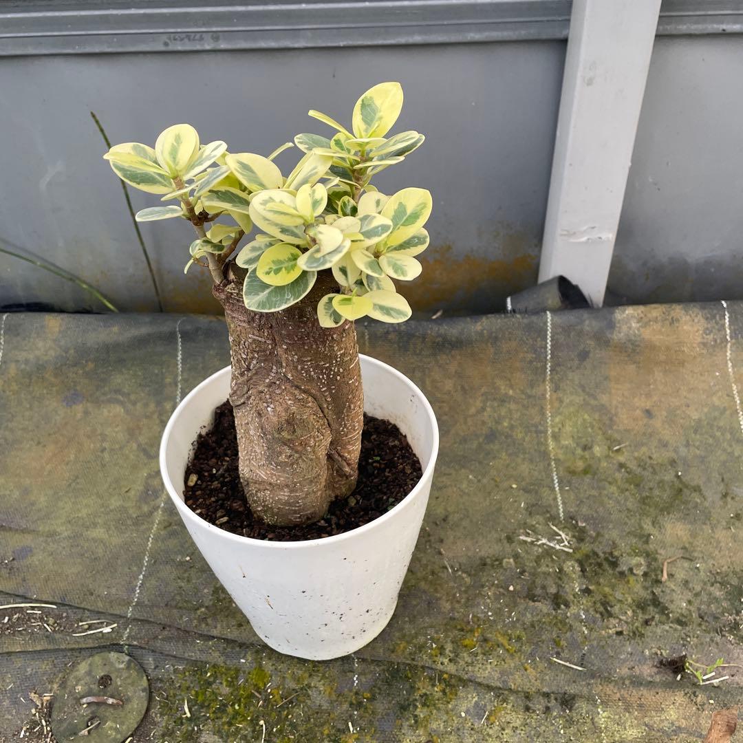 パンダガジュマル　斑入り　接木　5号サイズ