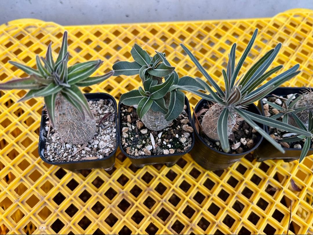 パキポディウム 実生株 4株セット 多肉植物 塊根 コーデックス