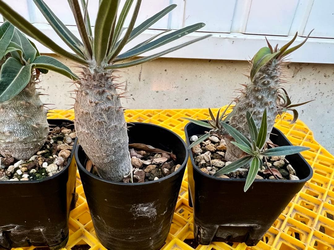 パキポディウム 実生株 4株セット 多肉植物 塊根 コーデックス