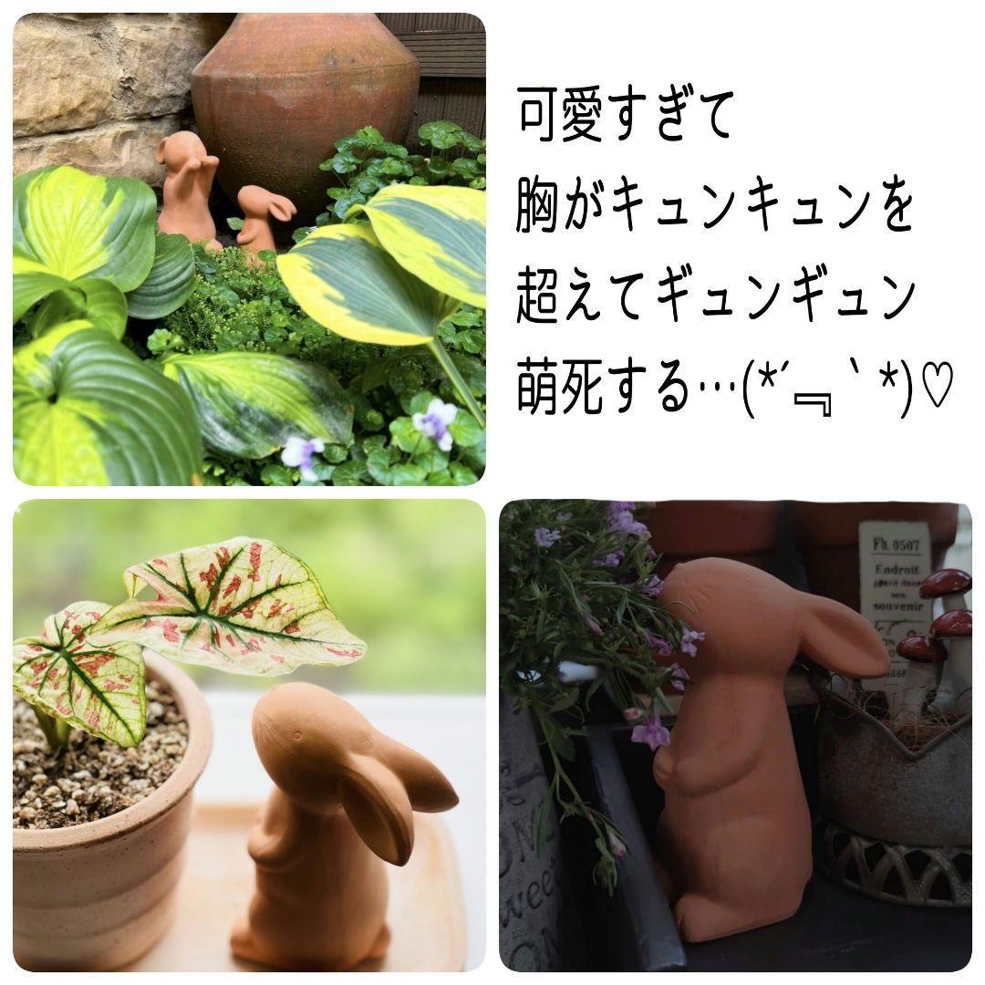 特別な4点セット・ゴールデンウィーク向け素敵な庭作りどうぞ( *ˊᗜˋ* )