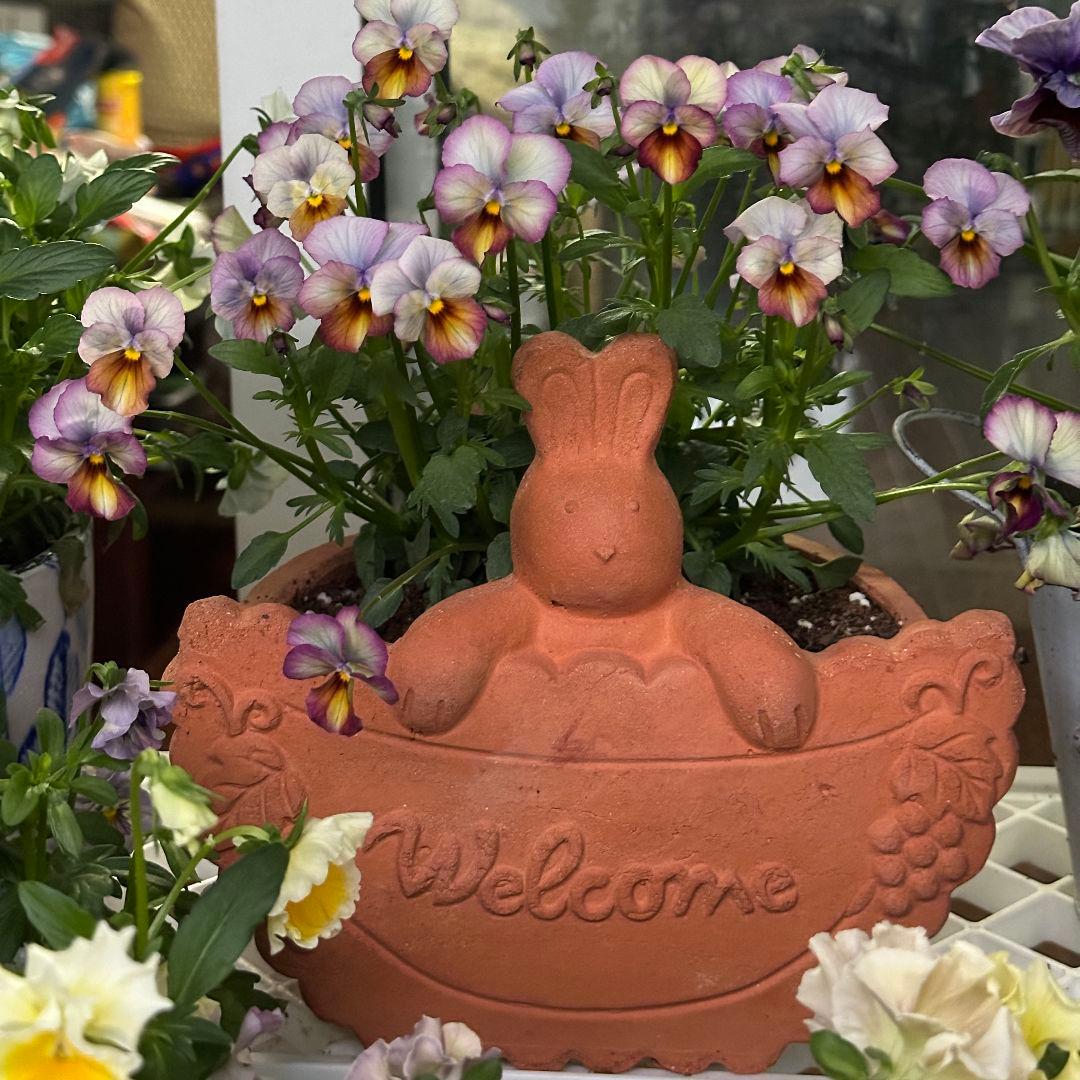 特別な4点セット・ゴールデンウィーク向け素敵な庭作りどうぞ( *ˊᗜˋ* )