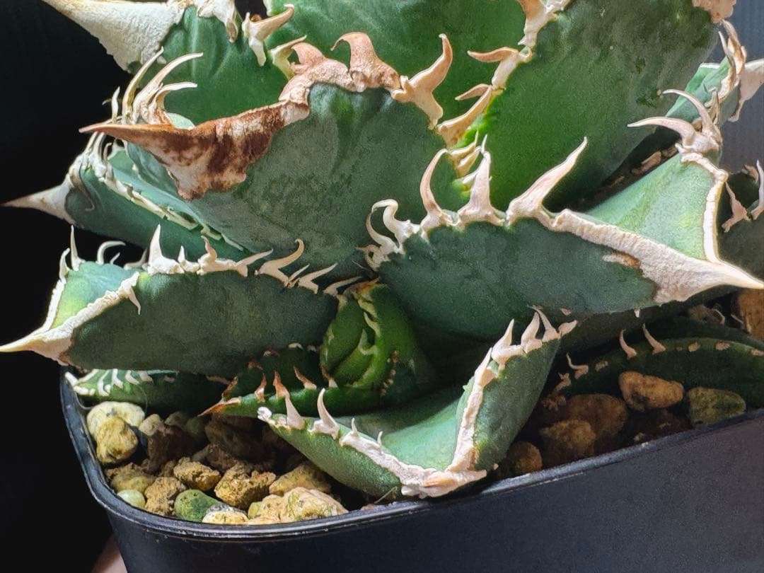 （子株）アガベ　チタノタ　 大白鯊（ホホジロザメ）