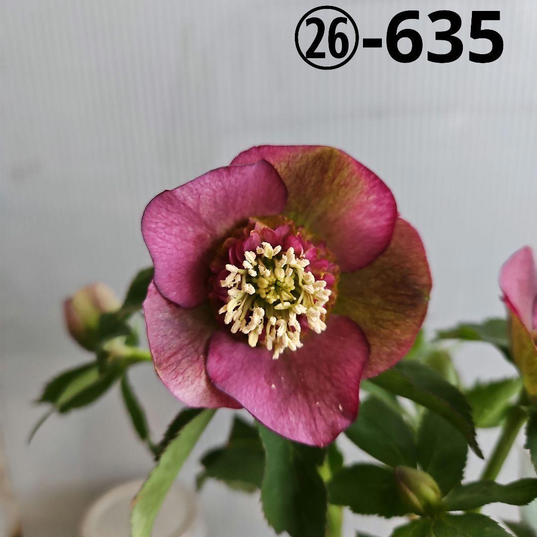 ㉖-635クリスマスローズ