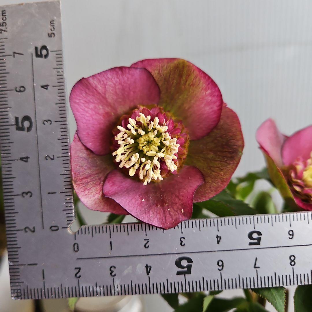 ㉖-635クリスマスローズ