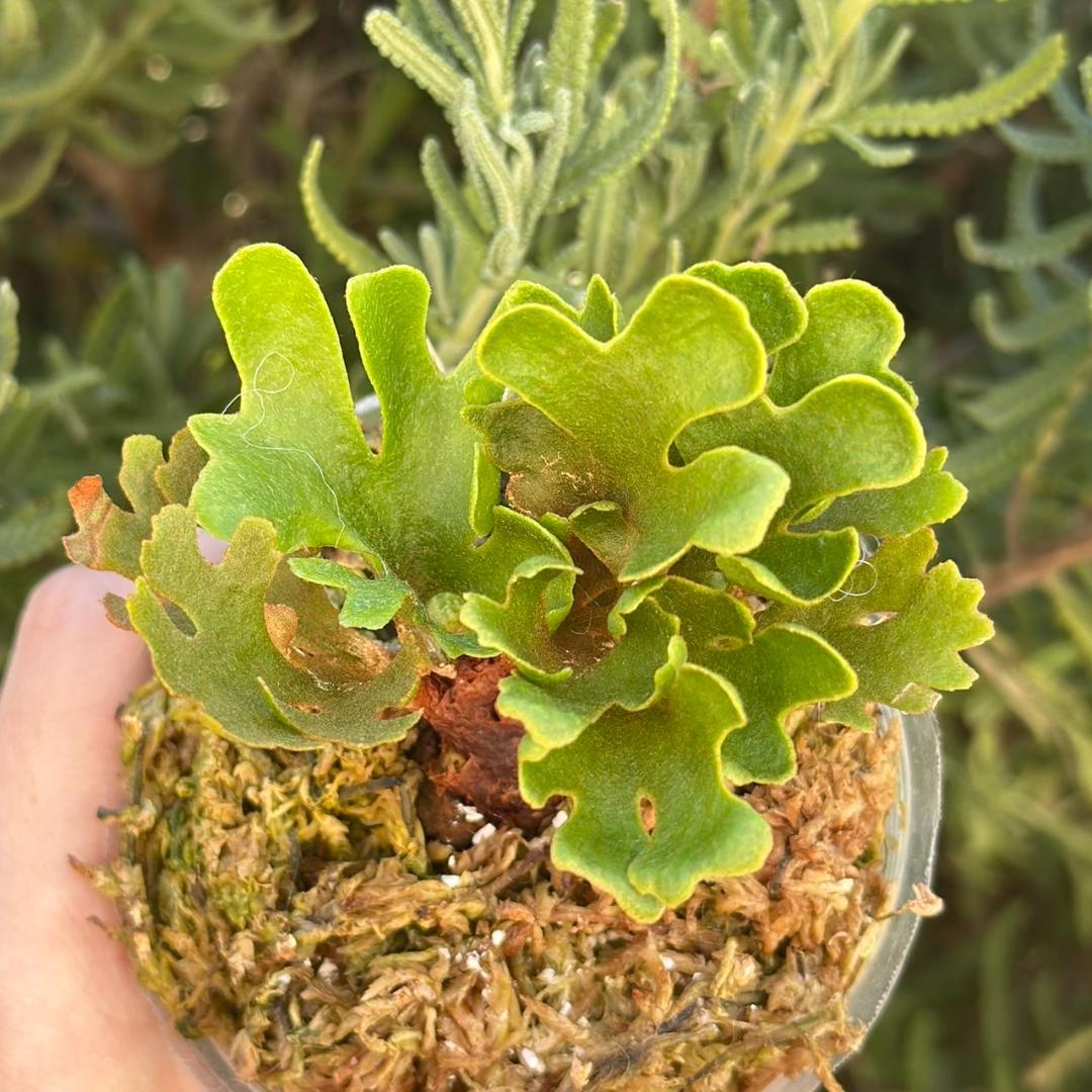 ビカクシダ P.ridleyi dwarf silver 3314