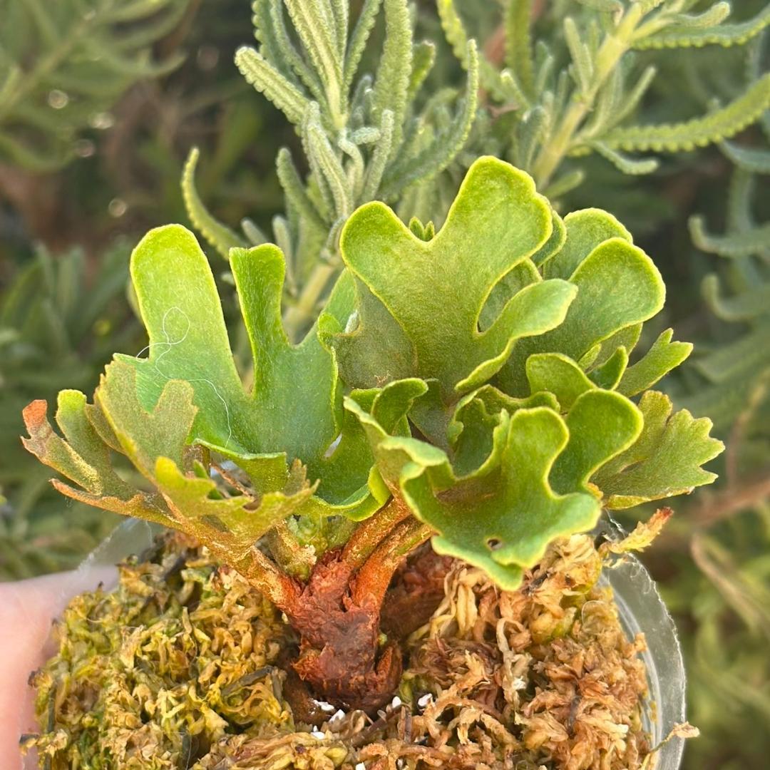 ビカクシダ P.ridleyi dwarf silver 3314