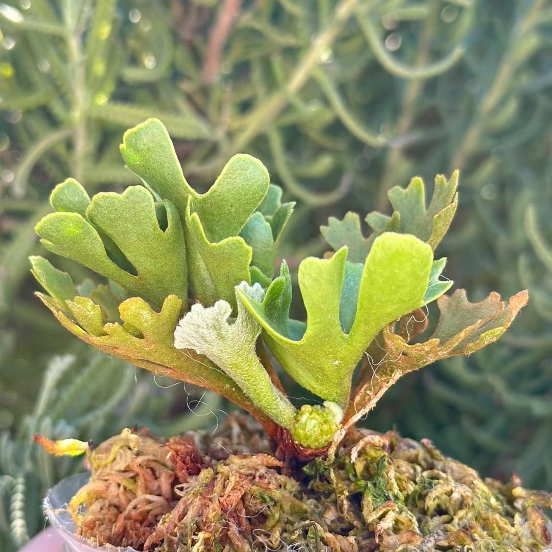 ビカクシダ P.ridleyi dwarf silver 3314