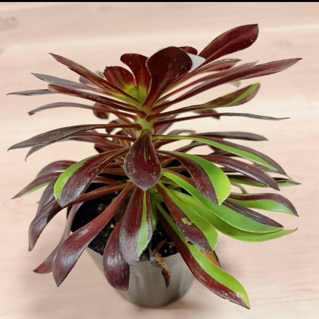 55#多肉植物アエオニウム錦 ❤️水墨丹青錦❤️1大頭3子芽22cm 拔き苗