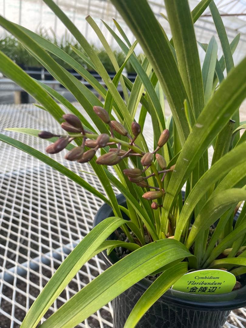 R8年キンリョウヘン花芽3本#32