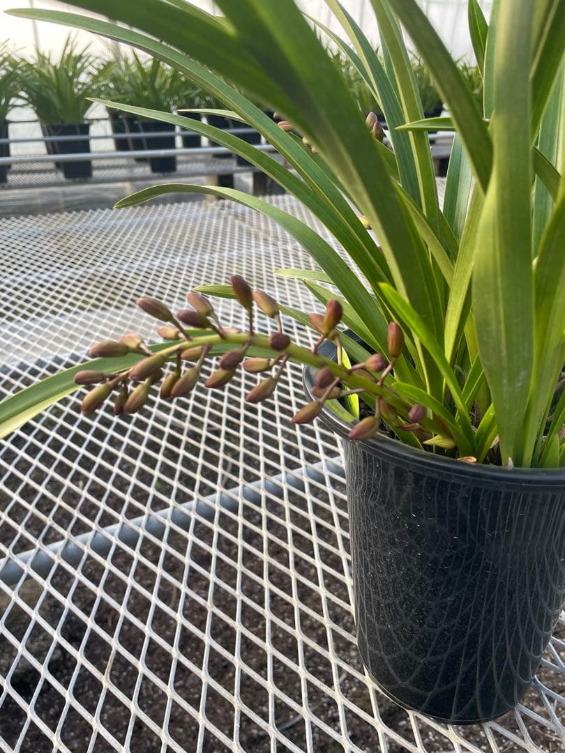 R8年キンリョウヘン花芽3本#32