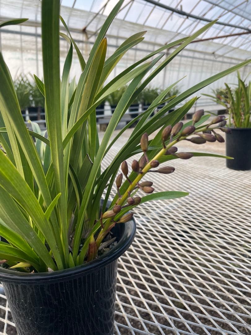 R8年キンリョウヘン花芽3本#32