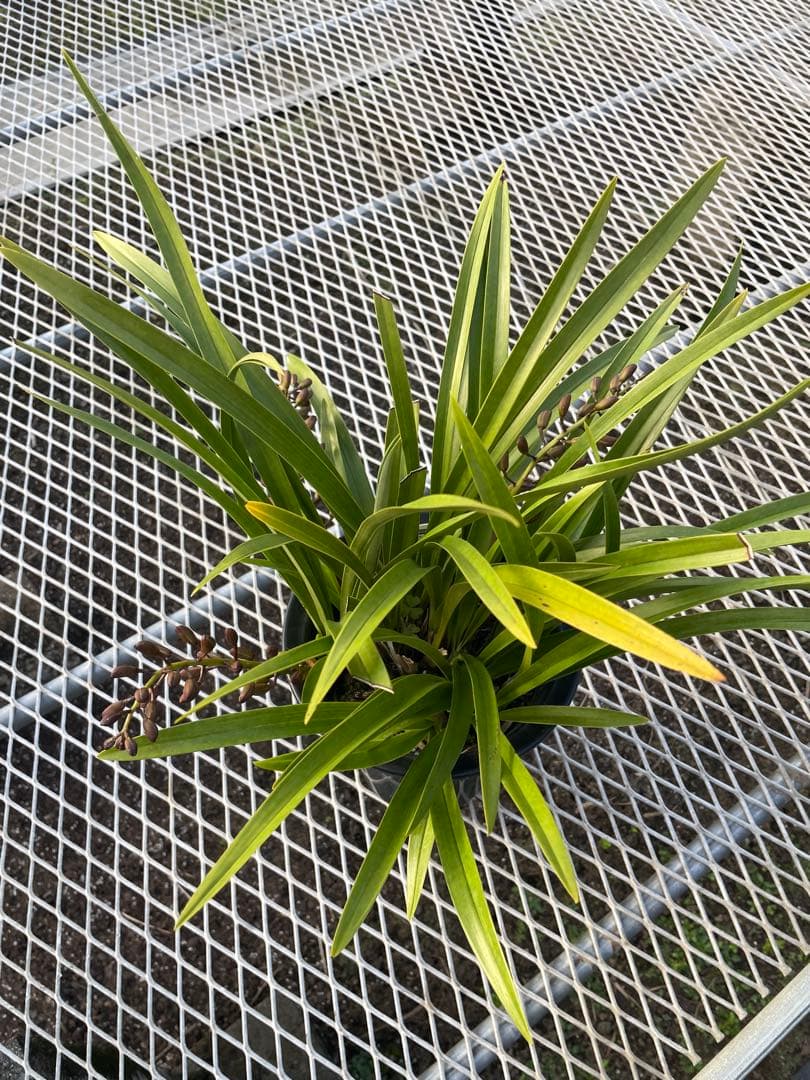 R8年キンリョウヘン花芽3本#32