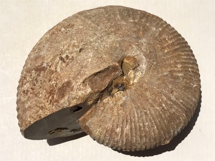 マダガスカル　メナベ産　アンモナイト化石　大サイズ　稀少