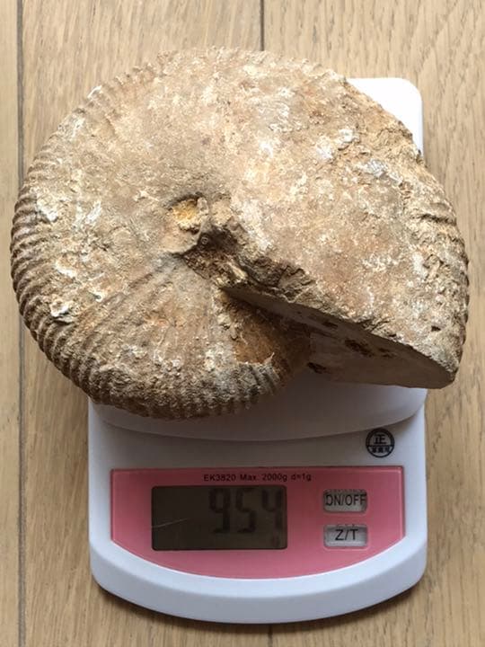 マダガスカル　メナベ産　アンモナイト化石　大サイズ　稀少