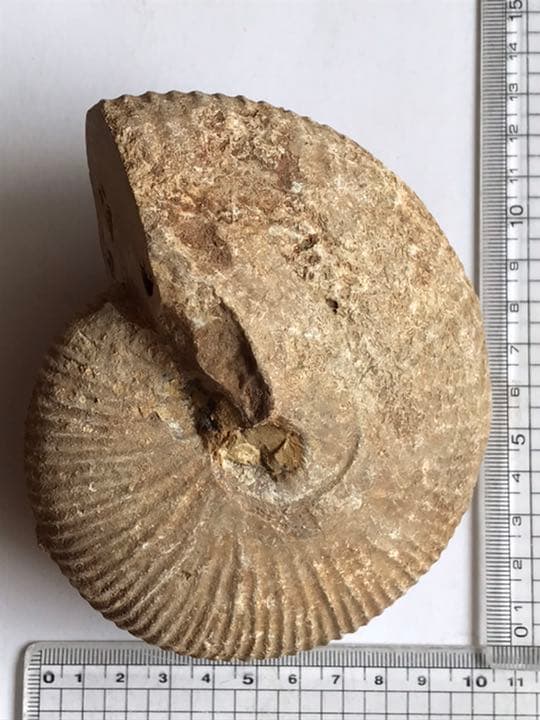マダガスカル　メナベ産　アンモナイト化石　大サイズ　稀少