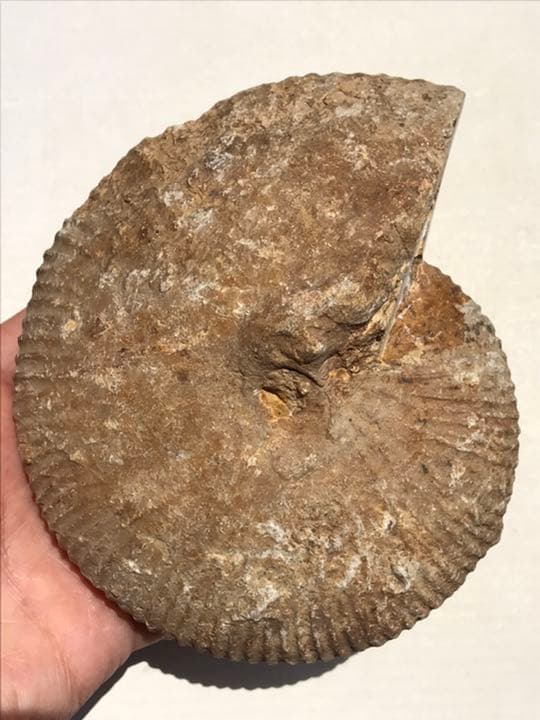 マダガスカル　メナベ産　アンモナイト化石　大サイズ　稀少