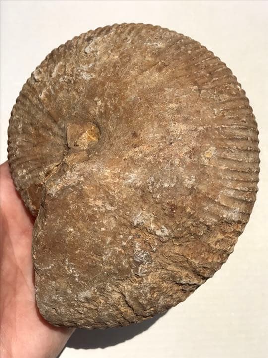 マダガスカル　メナベ産　アンモナイト化石　大サイズ　稀少