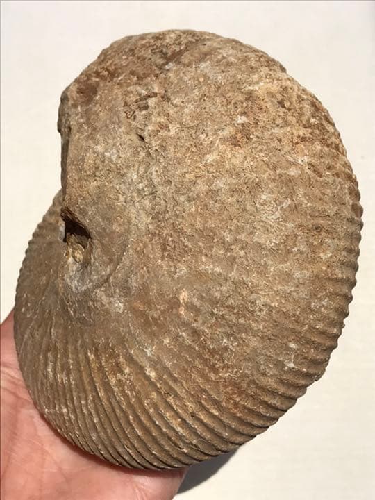 マダガスカル　メナベ産　アンモナイト化石　大サイズ　稀少