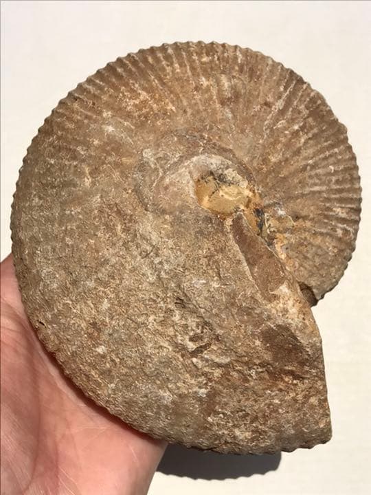 マダガスカル　メナベ産　アンモナイト化石　大サイズ　稀少