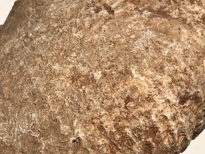 マダガスカル　メナベ産　アンモナイト化石　大サイズ　稀少