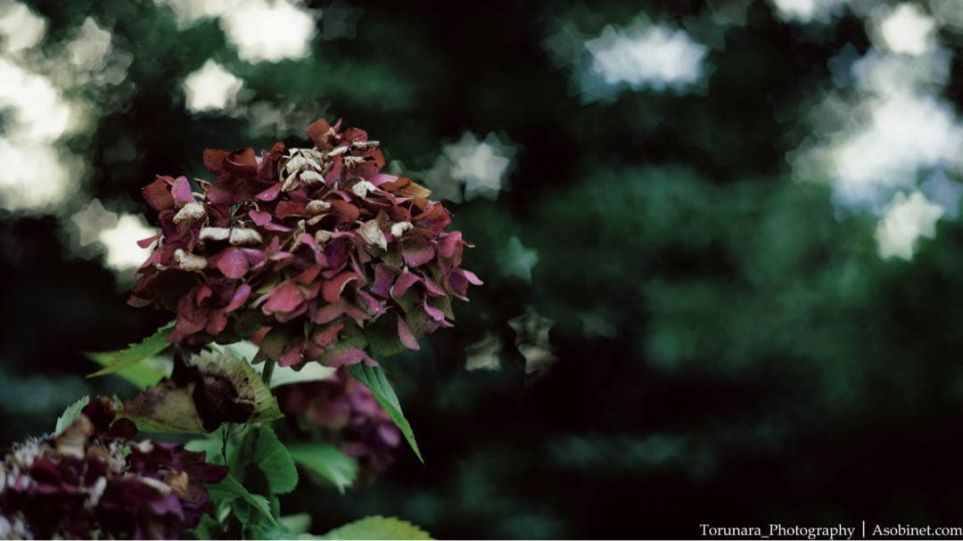 SG-image 50mm F1.8 ファントムレンズ Eマウント