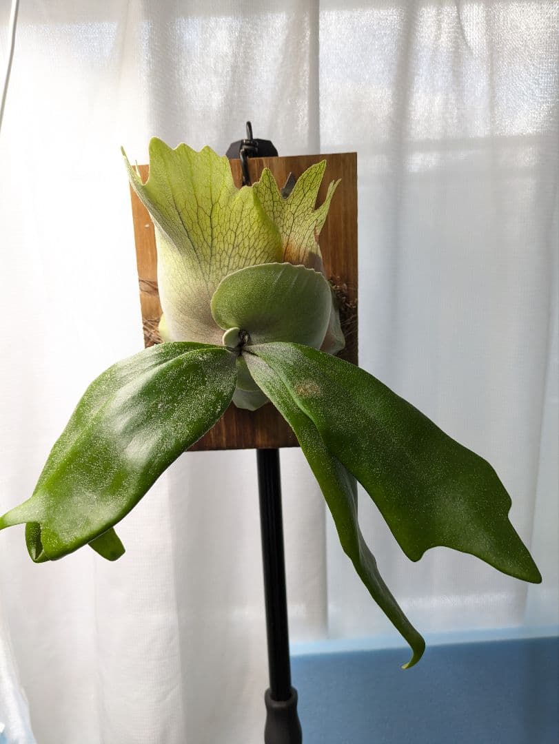 ビカクシダ 　p.LittleCrown spore