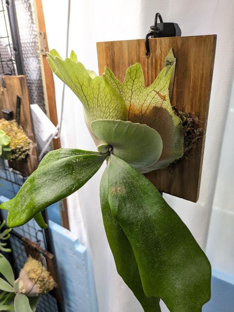 ビカクシダ 　p.LittleCrown spore