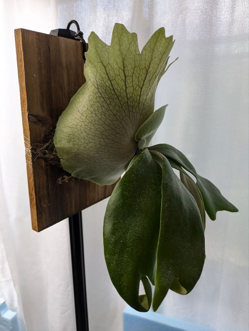 ビカクシダ 　p.LittleCrown spore