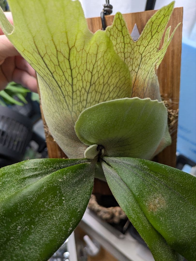 ビカクシダ 　p.LittleCrown spore
