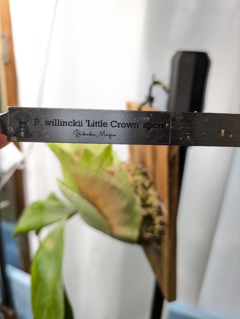 ビカクシダ 　p.LittleCrown spore
