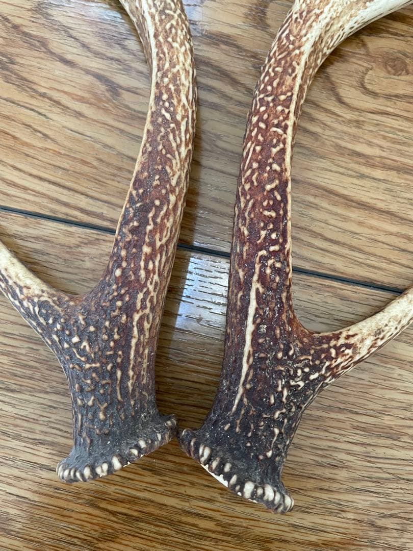 ニホンジカの角（1対）