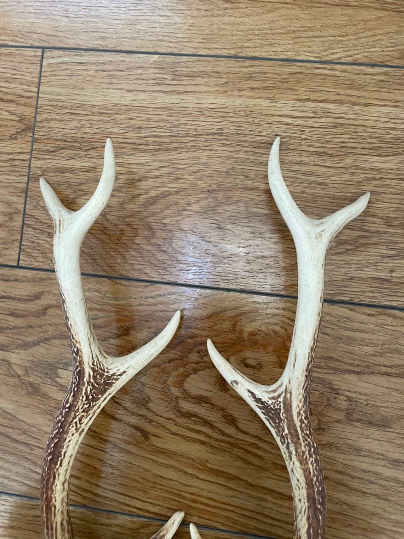ニホンジカの角（1対）
