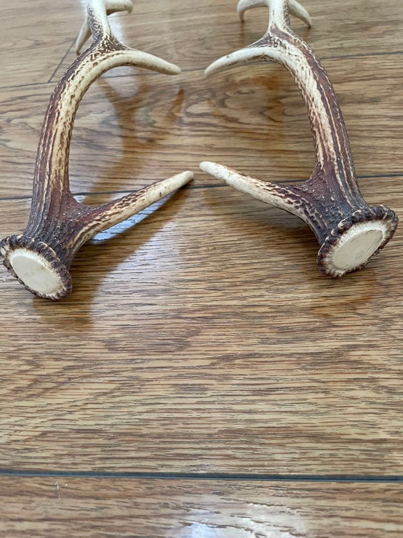 ニホンジカの角（1対）