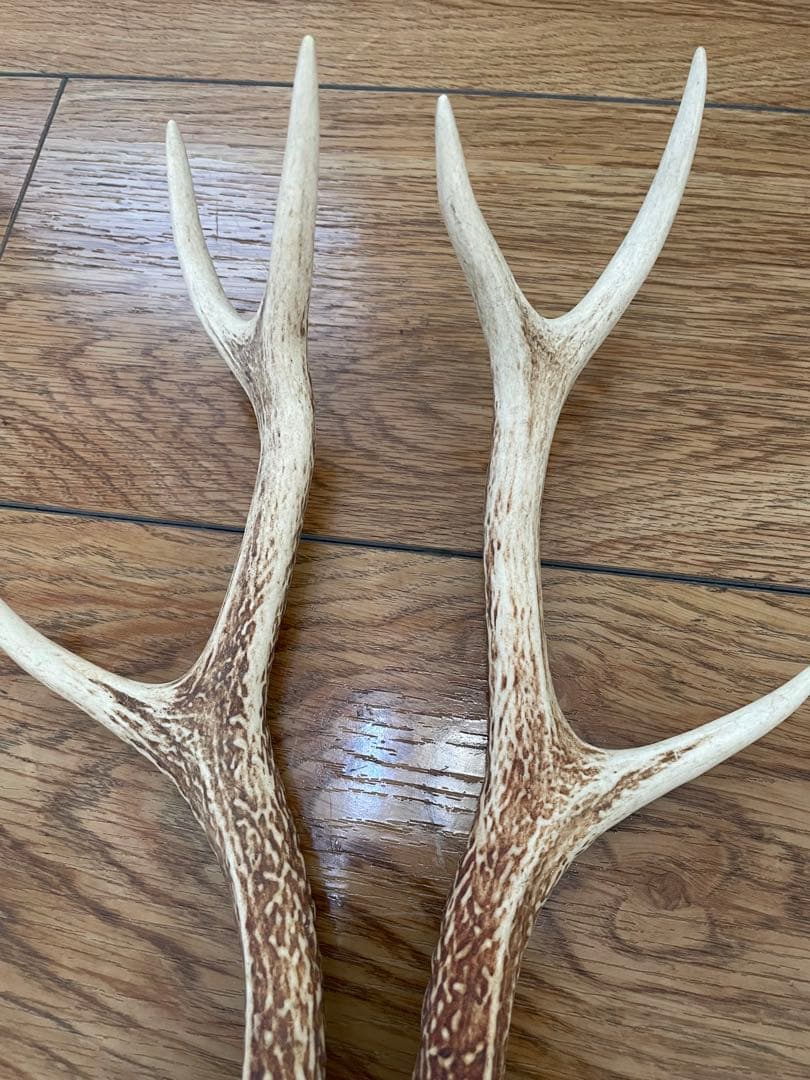 ニホンジカの角（1対）