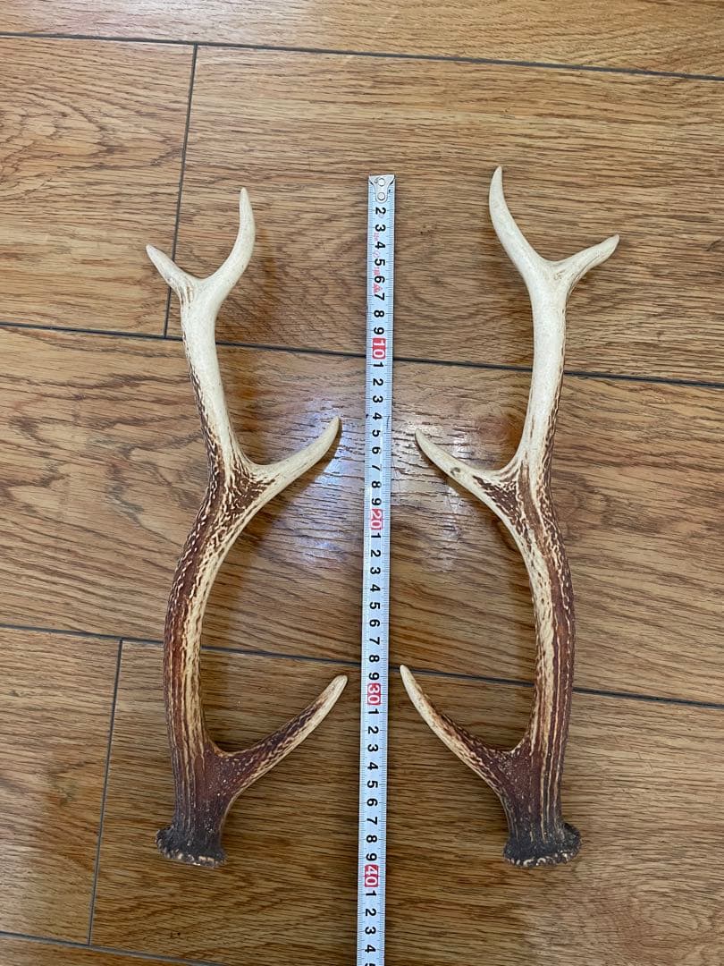 ニホンジカの角（1対）
