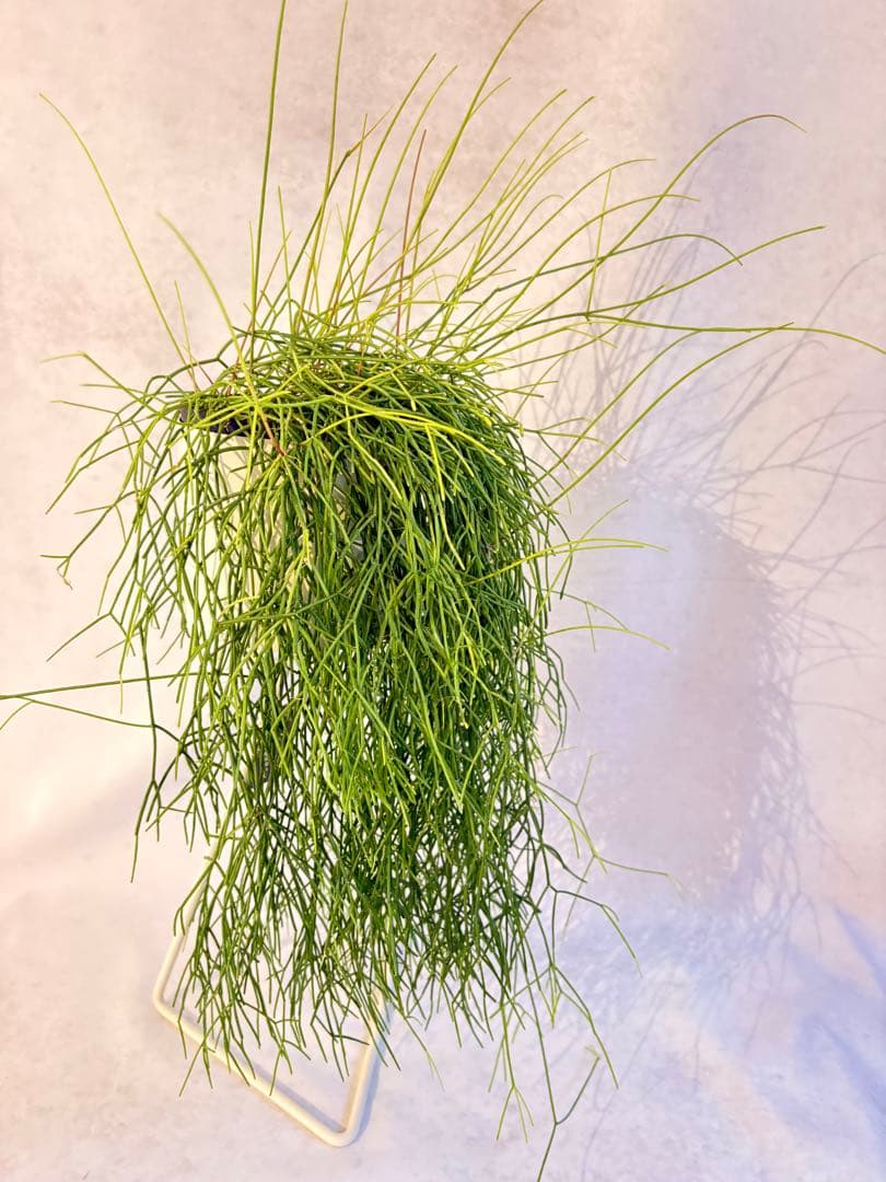 リプサリス　カスッサ