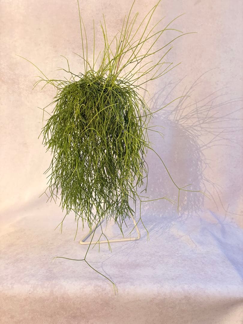 リプサリス　カスッサ