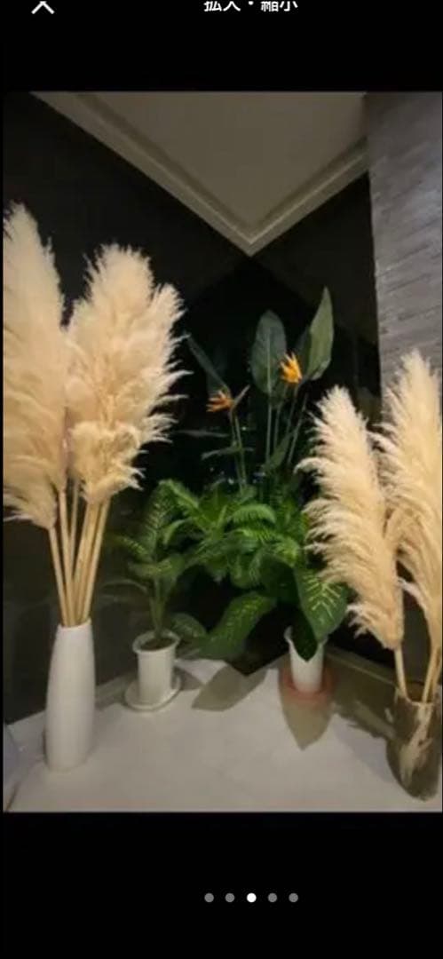 パンパスグラス 超特大4本 値下げ中