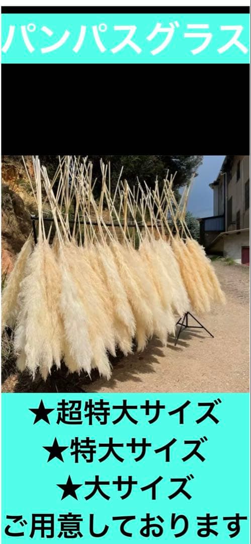 パンパスグラス 超特大4本 値下げ中