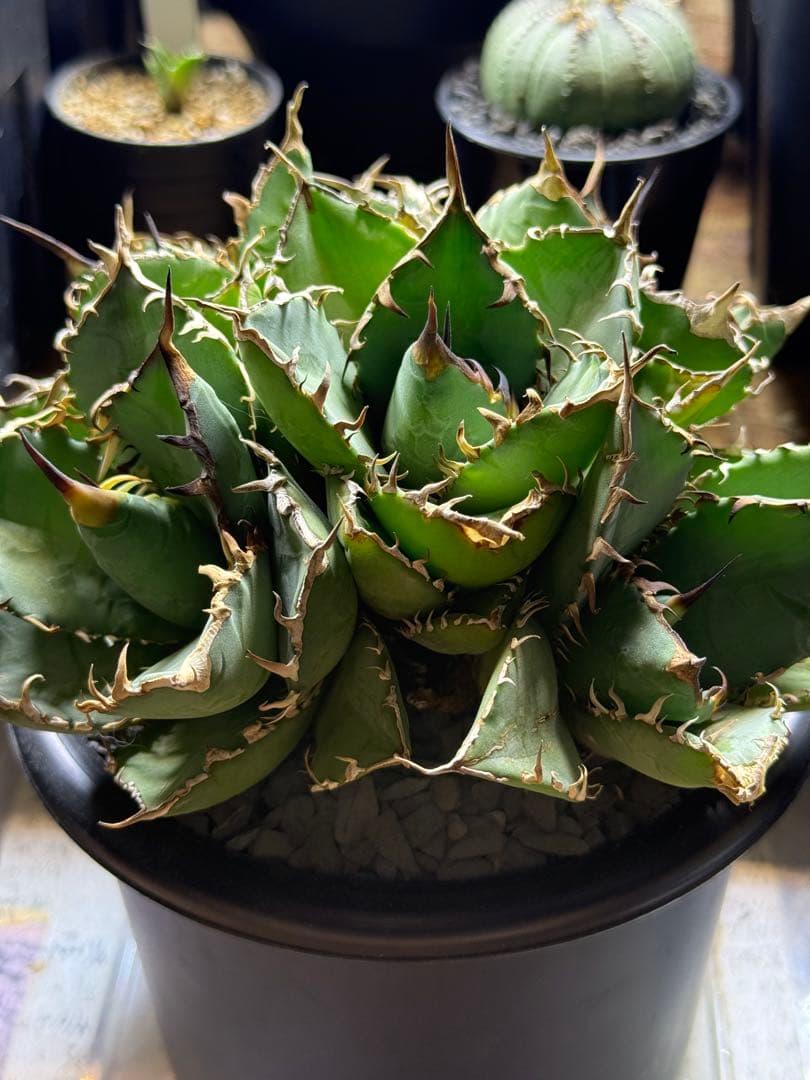 【極上美株】アガベ チタノタ 姫厳竜 群生株（子株付き）