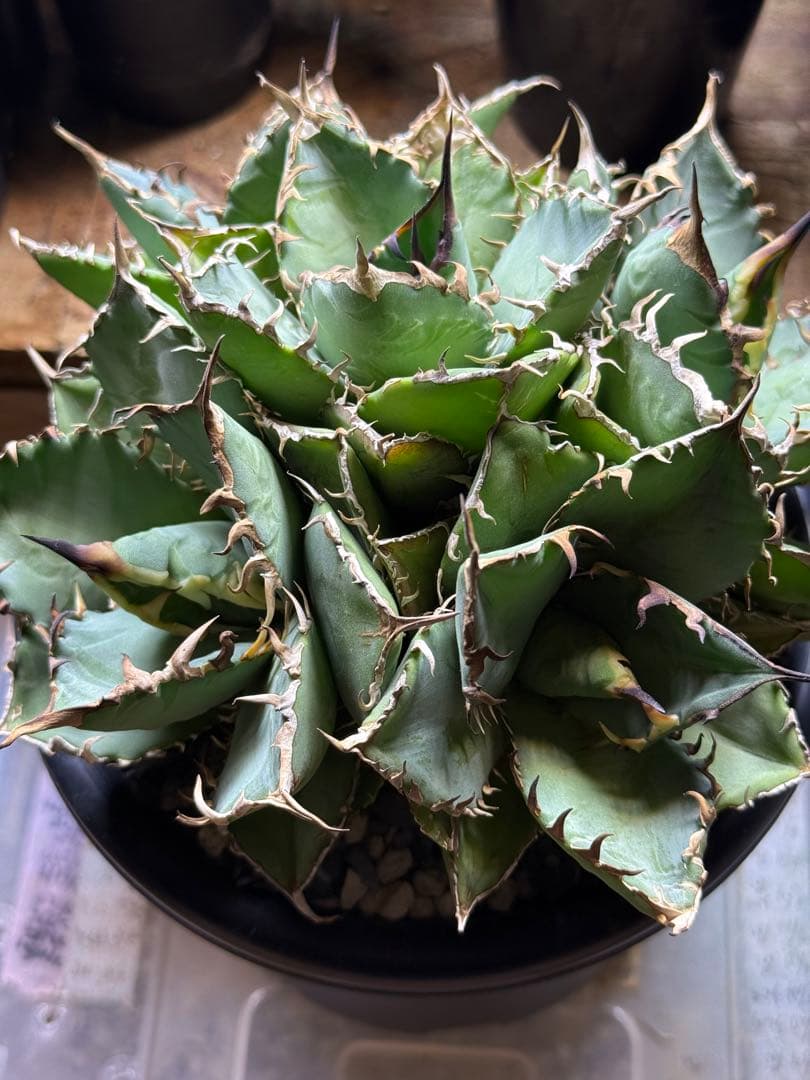 【極上美株】アガベ チタノタ 姫厳竜 群生株（子株付き）