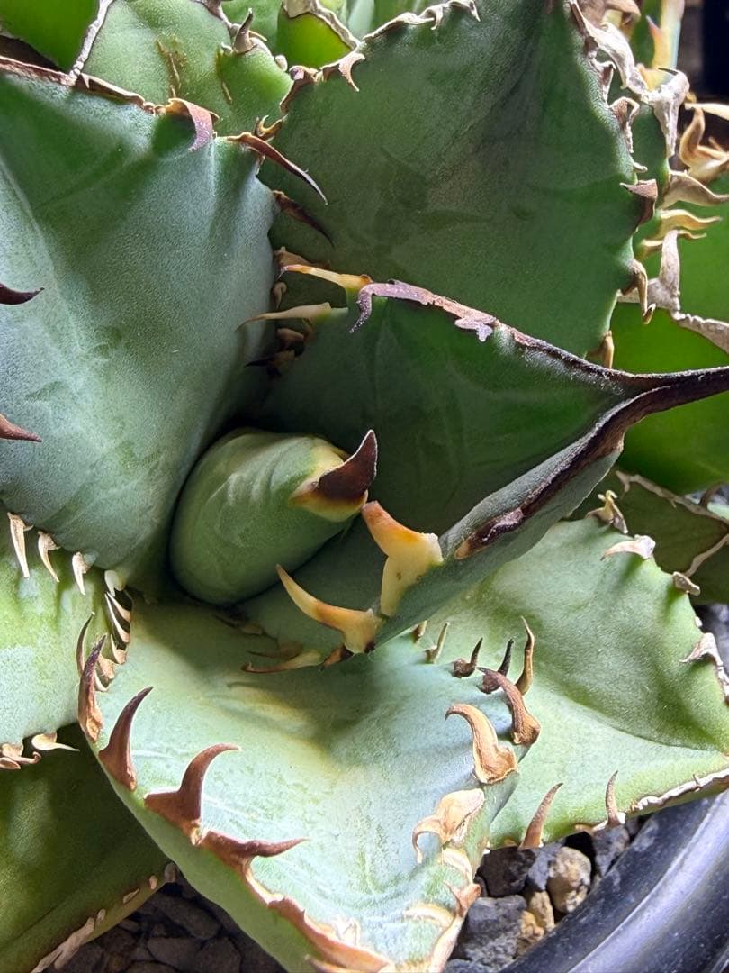 【極上美株】アガベ チタノタ 姫厳竜 群生株（子株付き）