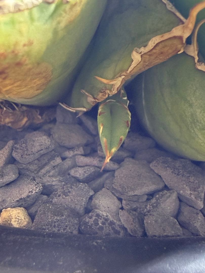 【極上美株】アガベ チタノタ 姫厳竜 群生株（子株付き）