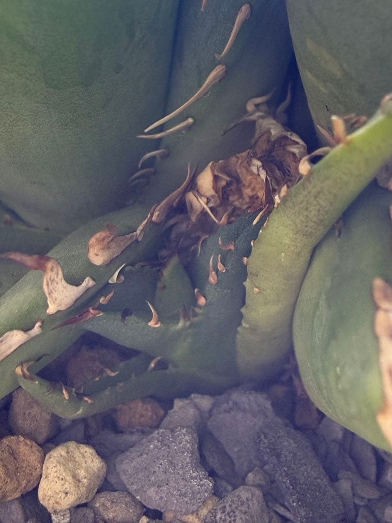 【極上美株】アガベ チタノタ 姫厳竜 群生株（子株付き）