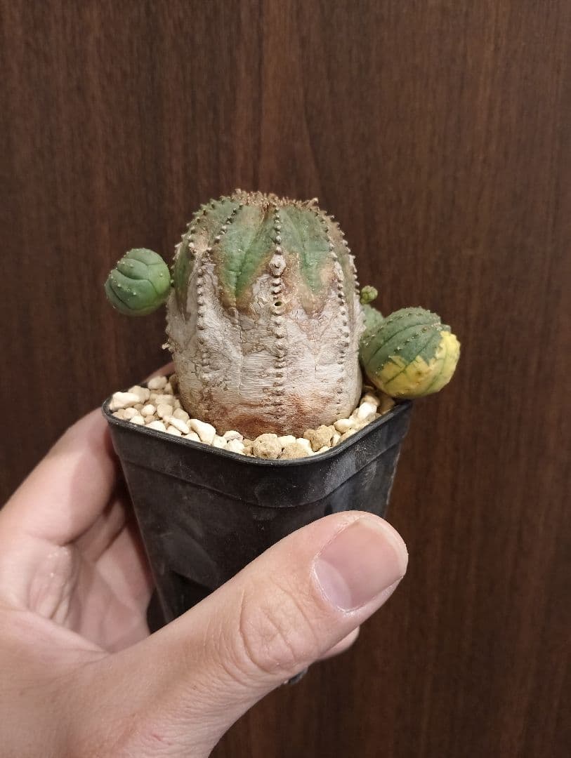 希少 木質化 ユーフォルビア オベサ 斑入り子株付き
