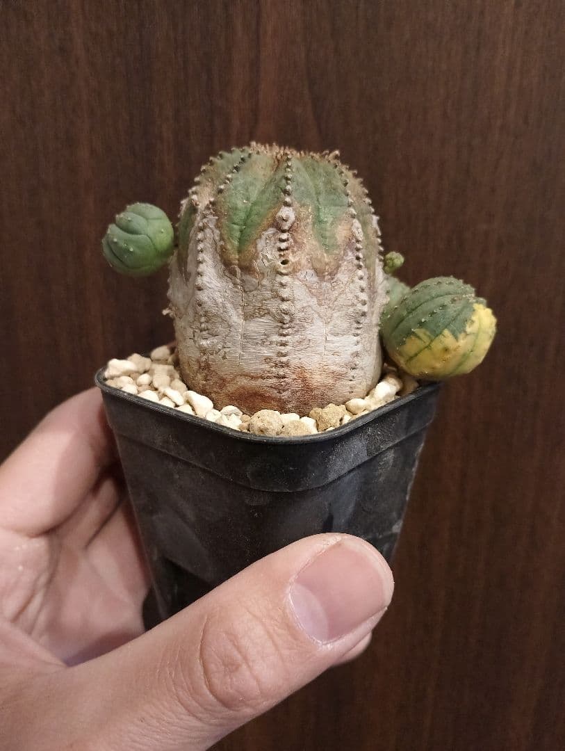 希少 木質化 ユーフォルビア オベサ 斑入り子株付き