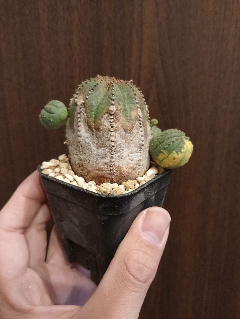 希少 木質化 ユーフォルビア オベサ 斑入り子株付き