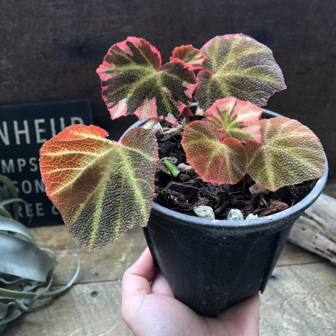 ★ポットごと♡ベゴニア・ソリムタータ・ヤンミンサン♡ピンク♡観葉植物♡希少