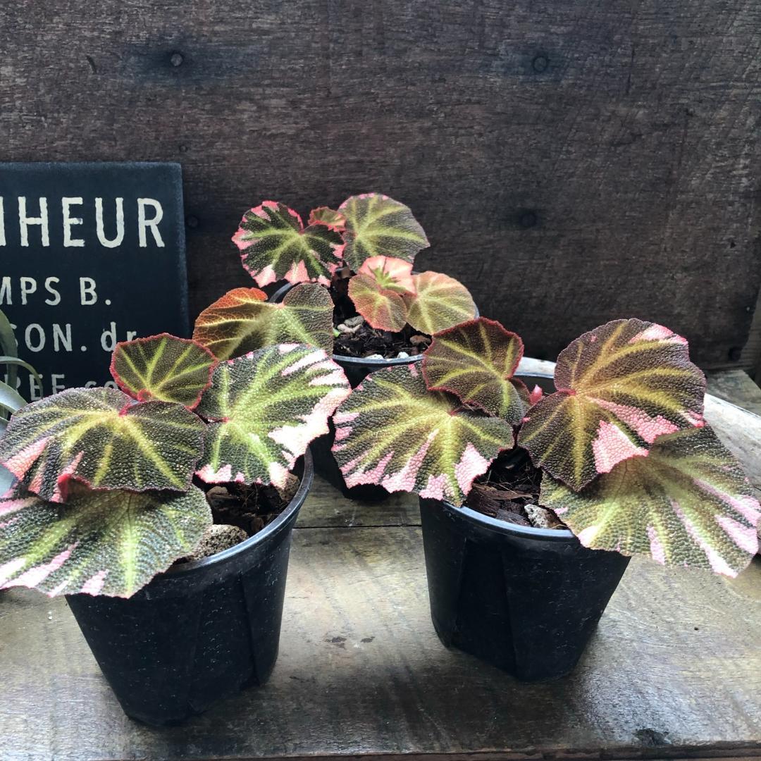 ★ポットごと♡ベゴニア・ソリムタータ・ヤンミンサン♡ピンク♡観葉植物♡希少