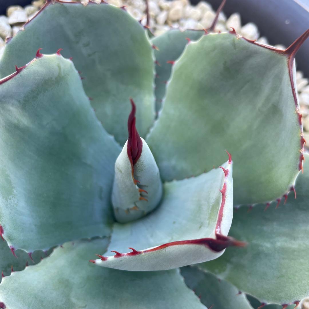 アガベ トランカータ　パリー ドライガーデン